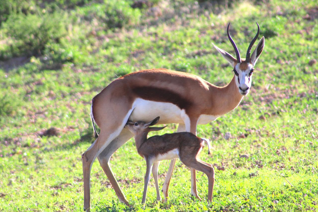 Kgalagadi Lodge Askham Esterno foto