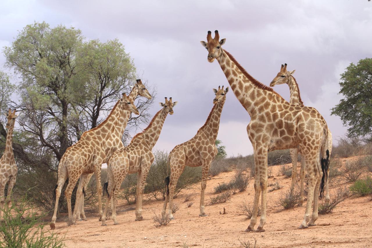 Kgalagadi Lodge Askham Esterno foto