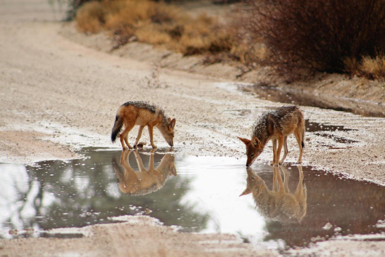 Kgalagadi Lodge Askham Esterno foto